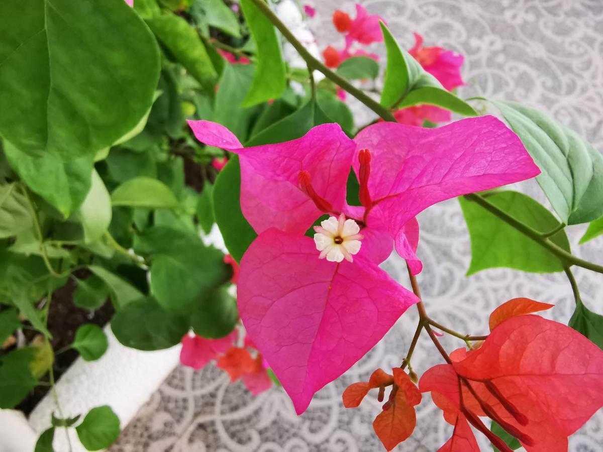 Alisa Garden Boutique Hotel パングラオ エクステリア 写真